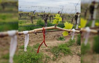 Denizli’nin bağlarında salkım güvesiyle mücadele...