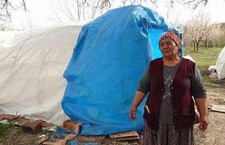 Depremde evi yıkılan Zehra teyzenin umudu ‘kayısı’