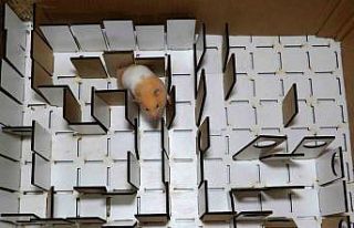 Depremde hamsterlar, hayat kurtaran köpeklere rakip...