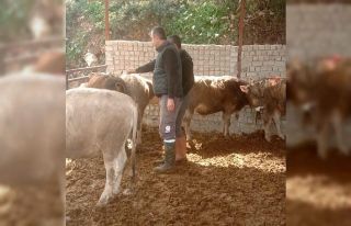 Didim’de şap hastalığı için aşılama çalışmaları...