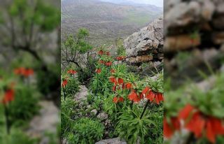Diyarbakır’da açan ‘Ters Lale’ler göz kamaştırdı