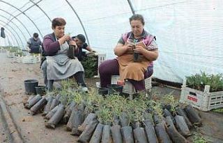 Diyarbakır’da belediye personeline fidan aşılama...