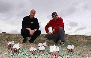 Doğada ot bitmeden kurt kulağı çiçekleri açtı