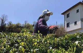 Doğu Karadeniz’de 2023 yılı yaş çay sezonu...