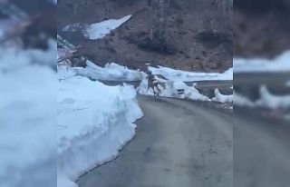 Düzce ormanlarında karaca görüntülendi