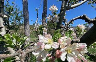 Eğirdir’de elma ağaçları çiçek açtı