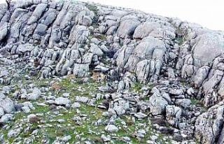 Elazığ’da dağ keçileri sürü halinde görüntülendi