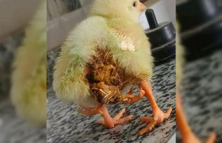 Elazığ’da dört bacaklı civciv dünyaya geldi