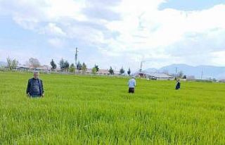 Elazığ’da hububat alanlarında çalışmalar sürüyor