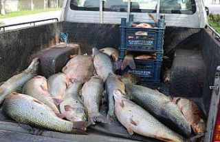 Elazığ’da kaçak avlanan 2,5 ton balık ele geçirildi