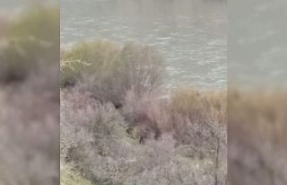 Elazığ’da kış uykusundan uyanan bozayılar kameralara...
