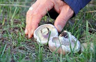 Erzincan’da mantar sezonu başladı