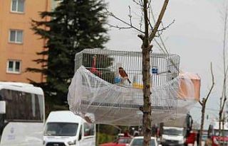 Esnafın evcil kuş hava alsın diye bulduğu çözüm...