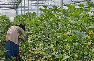 Eyyübiye Sera Kent’te büyüme öncesi hazırlıklar...