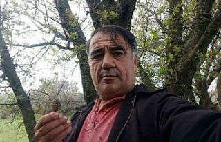 Fiyatı 700 lirayı bulan kuzugöbeği gelir kapısı...