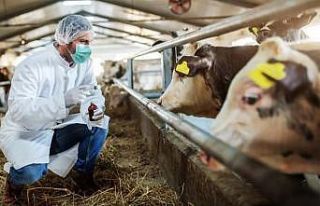 Hayvan pazarları değil hareketliliği açıldı