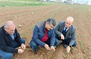 Hüyük’te araziler yağışlarla bereketlendi
