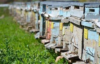 Huzur ortamının sağlandığı Şırnak’ta arıcılar...