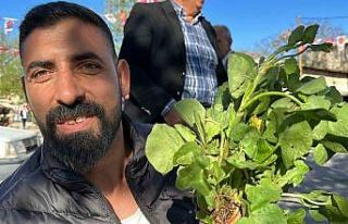 İbn-i Sina’nın önerisi ’kuzu kulağı’ her...