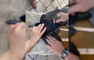 Iğdır’da yaralı halde bulunan ekin kargası tedavi...