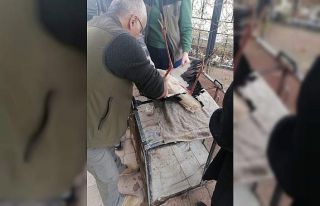 Iğdır’da yaralı leylek tedavi altına alındı