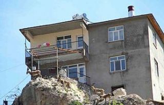 İlk defa görenler heykel sandı: Yaban keçileri...