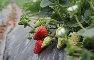 Isparta’da yılın ilk çilek hasadı başladı