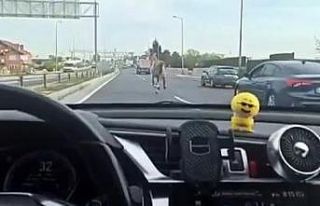 İstanbul’da başıboş at trafiği karıştırdı