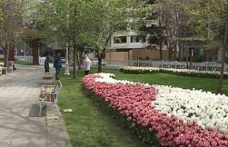 İstanbul’da lale şöleni: 70 çeşit lale, 2 milyon...