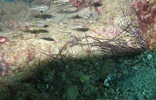 İstilacı dikenli zehirli deniz kestanesi popülasyonunda...