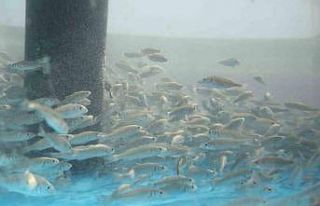 İzmit Körfezi’ne 5 bin balık daha salınacak