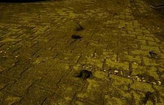 Kadınların saç baş yolduran kavgasında bıçaklanan...