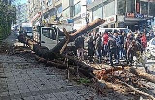 Kağıthane’de kavak ağacı kamyonetin üstüne...