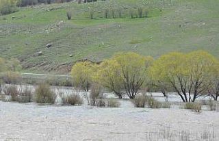 Kars’ta ağaçlar baraj suları altında kaldı