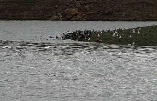 Kars’ta baraj gölü yaban kuşlarını ağırlıyor