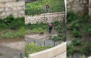 Kavak’ta yürek ısıtan operasyon