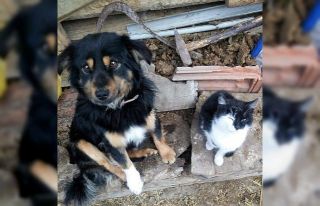 Kayıp köpeğini bulana ödül verecek