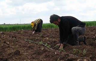 Kilisin en küçük ilçesi Polateli’nde domates...