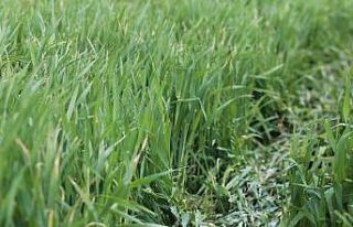 Konya Ovası’nda rekolte için gözler Mayıs yağışlarında