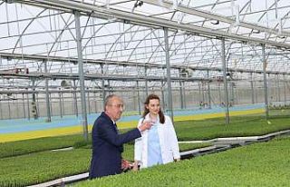 Konya’nın ilk ve tek sebze fidesi üretim merkezinde...