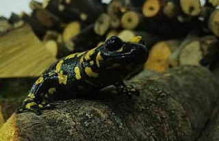 Koruma altındaki ’Benekli Semenderler’ Erzincan’da...