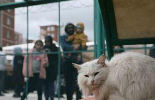 Küçük Dostlar Kedi Kasabası Açıldı