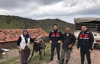 Kurbanlık hayvanı çalanları JASAT yakaladı