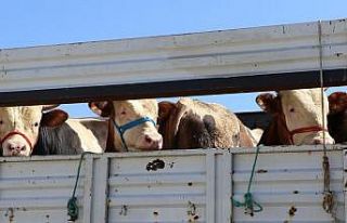 Kurbanlık sevki için son müracaat tarihi 28 Nisan