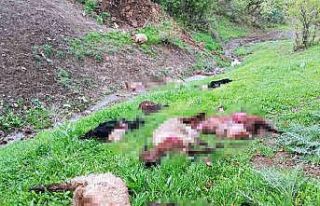 Kurt sürüsü ahırdaki hayvanları telef etti