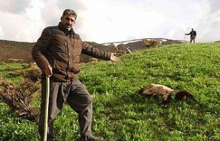 Kurtlar sürüye daldı, onlarca koyun telef oldu