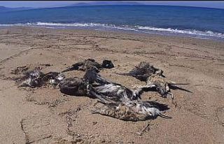 Kuşadası’nda yelkovan kuşları ölü bulundu