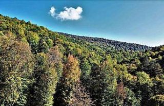 Kütahya en fazla ormanlık alana sahip beşinci il