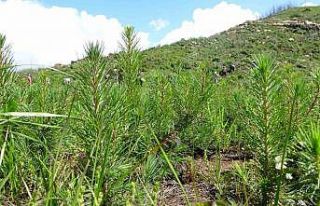 Manavgat’ta yanan ormanlar yeniden filizleniyor