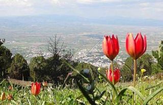 Manisa Lalesini koparmanın cezası 244 bin 315 lira